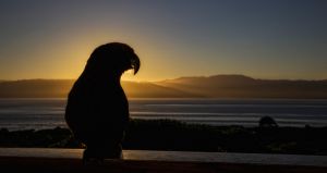 03May2016020511Kapitiislandkaka.jpg