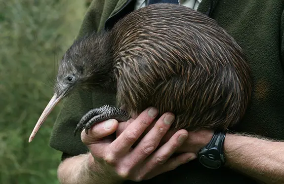 Otorohanga Kiwi House and Native Bird Park