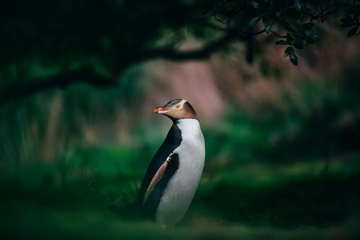 Penguin - Dunedin