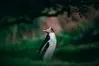 Penguin - Dunedin thumbnail