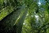 Cathedral Cove - Coromandel thumbnail