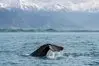 Whale Cruise - Kaikoura thumbnail