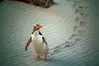 Penguin Place - Otago thumbnail