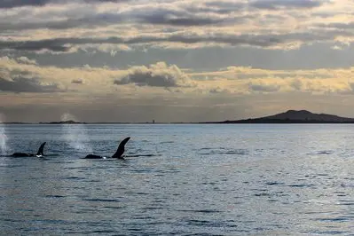 Auckland thumbnail