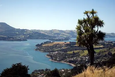 Dunedin thumbnail