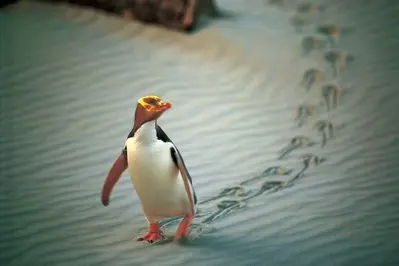 Penguin Place - Otago thumbnail